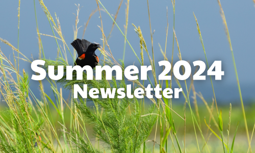 Summer 2024 Newsletter