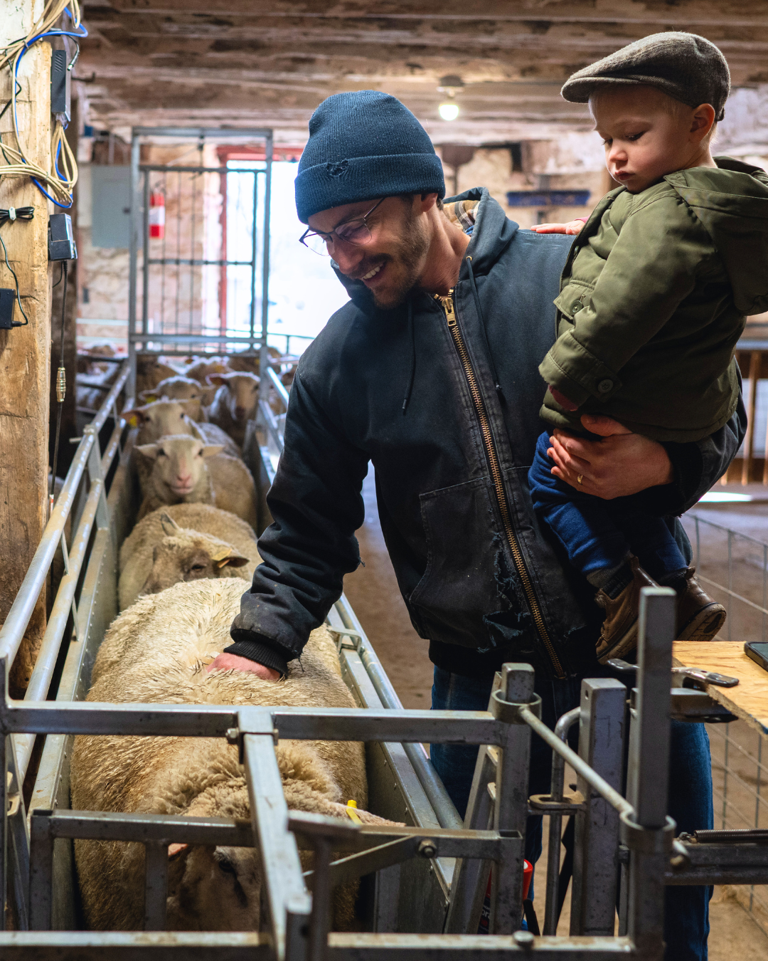 Austin Pethan stands in barn with son on hip petting sheep that is moving through a sorting shoot