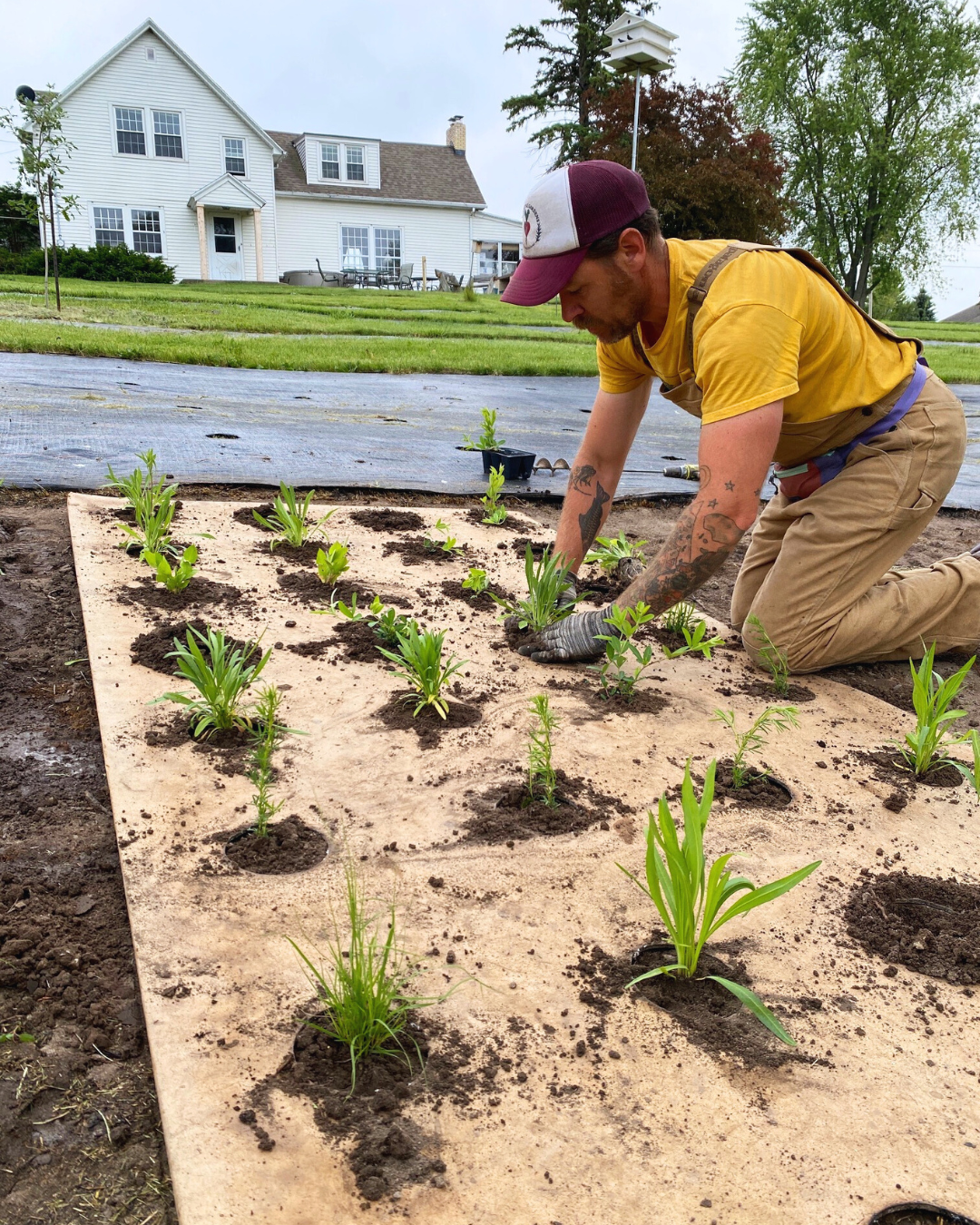Mark Valentine kneeling by garden bed and transplanting plants into holes of cardboard weed barrier