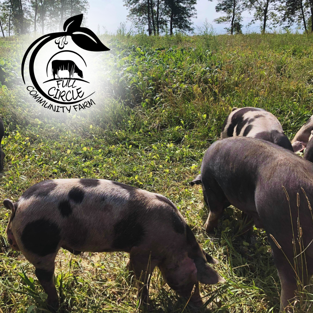 Pigs on pasture at Full Circle Community Farm
