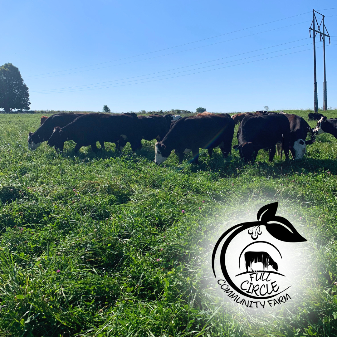 Beef cattle grazing on pasture at Full Circle Community Farm