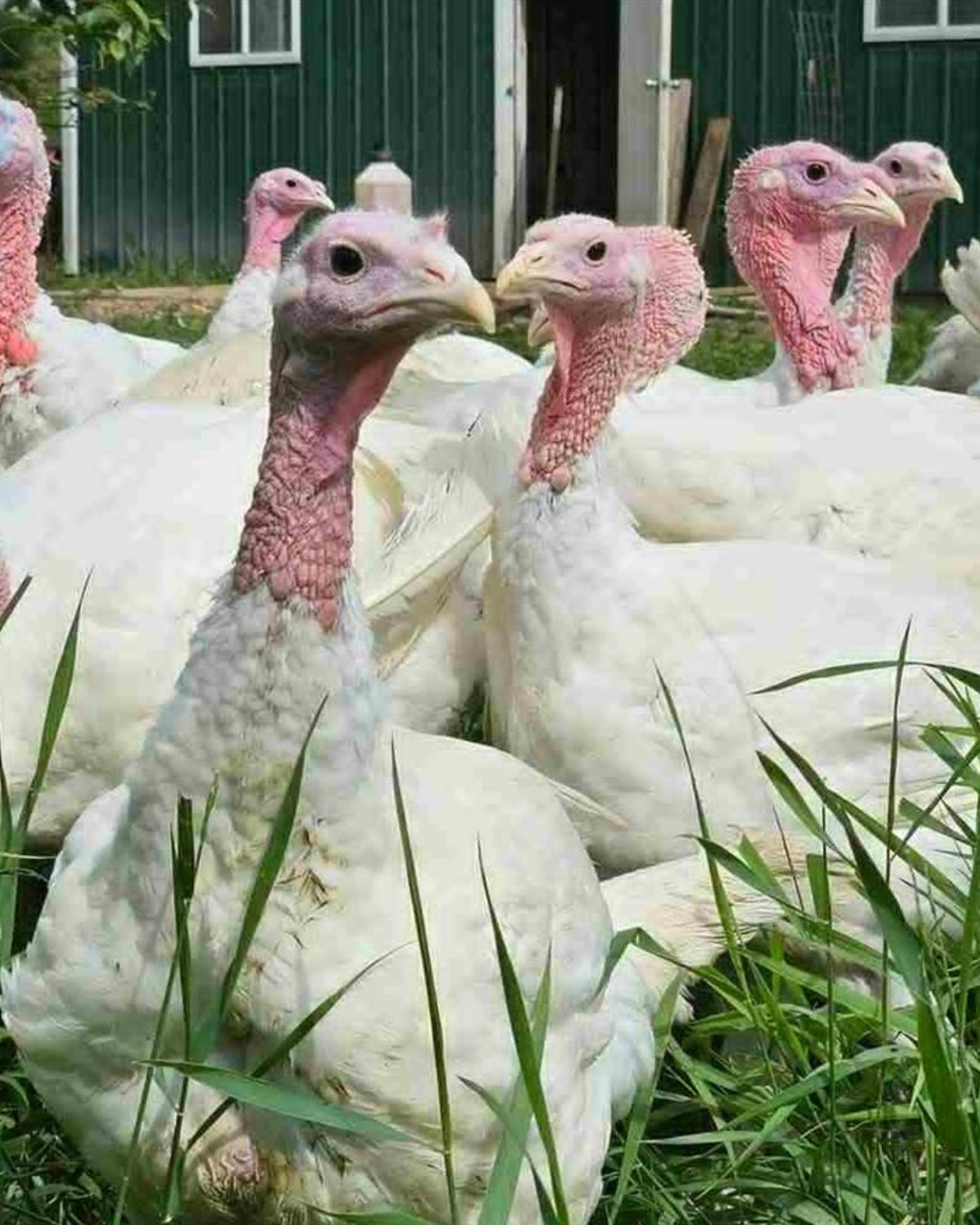 a group of large white turkeys with featherless heads standing in long green grass